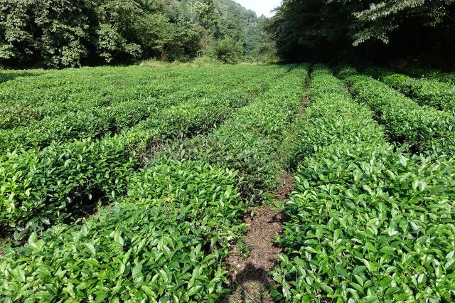 最新最好听的茶叶公司名称大全