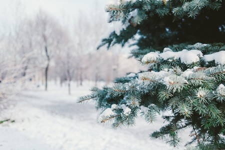 与雪有关的英文名字 以雪为名的英文名